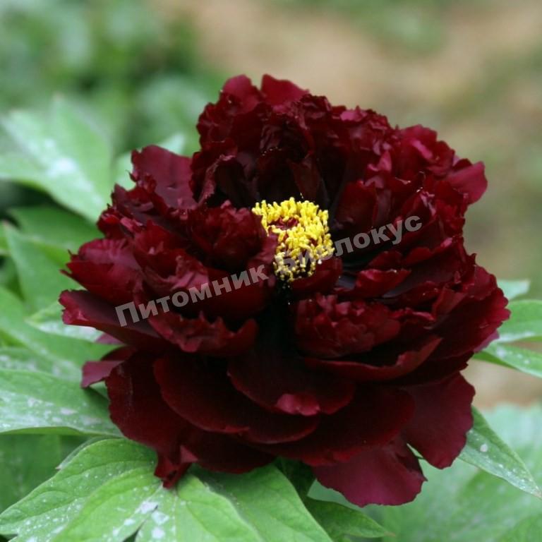 Пион травянистый Блэк Бьюти