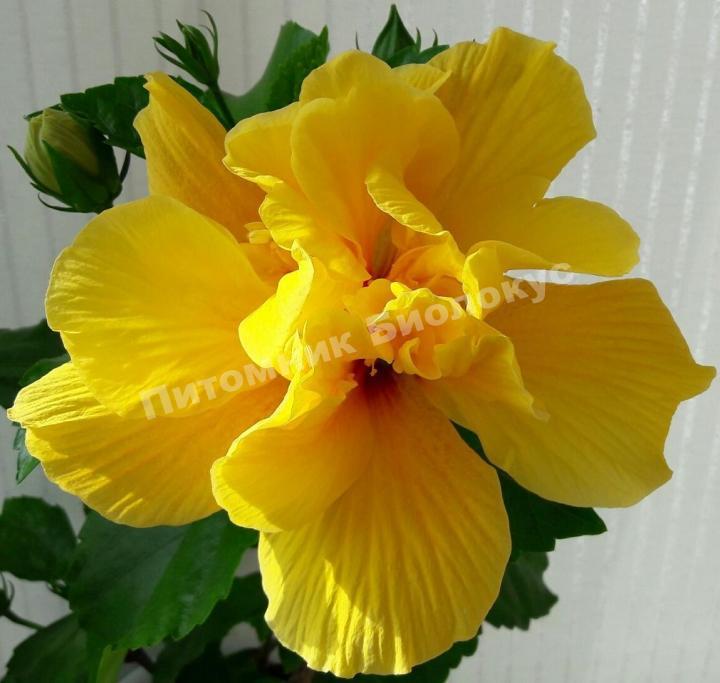 Гибискус Коэниг Йеллоу