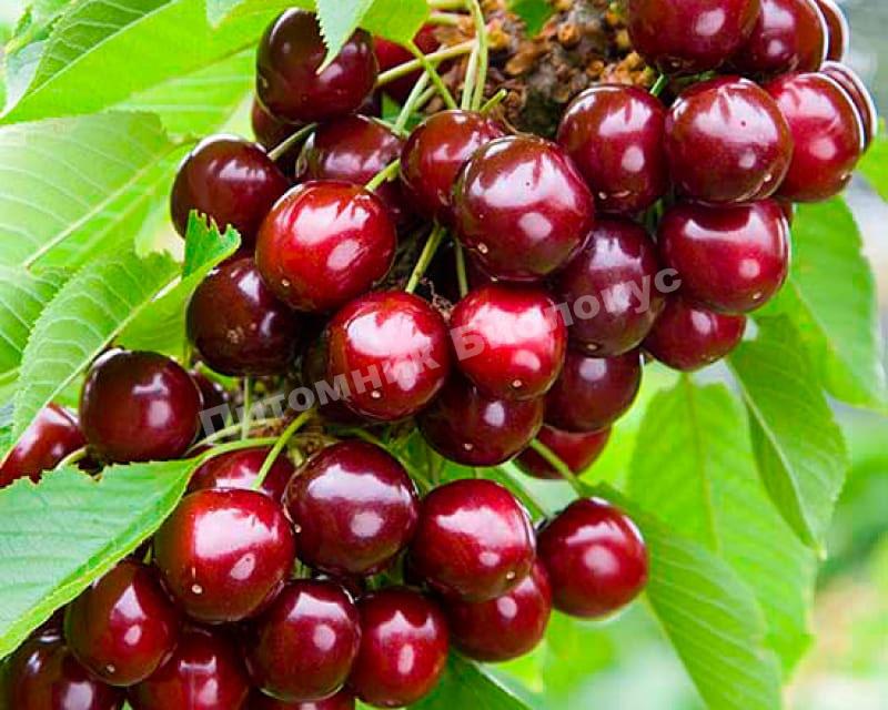 Черешня Литл колоновидная