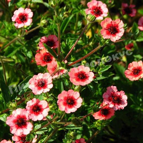 Лапчатка непальская Мисс Вилмотт