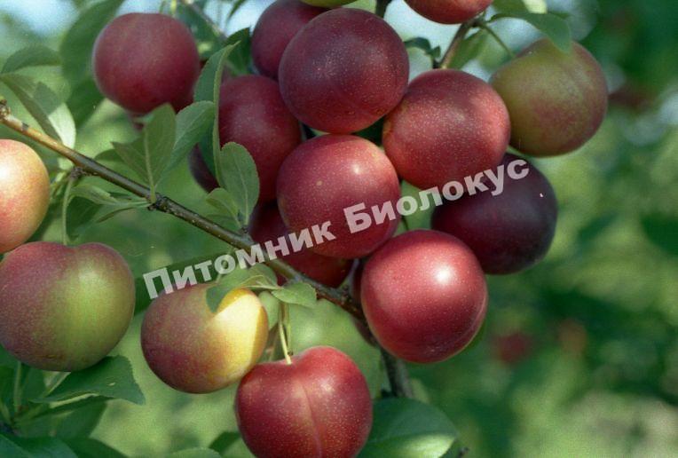 Алыча Алый парус