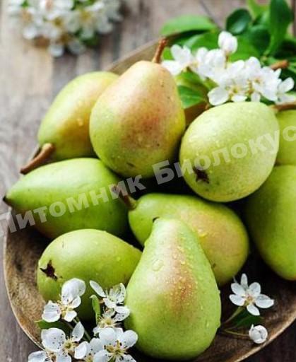 Груша колоновидная Октябрьская
