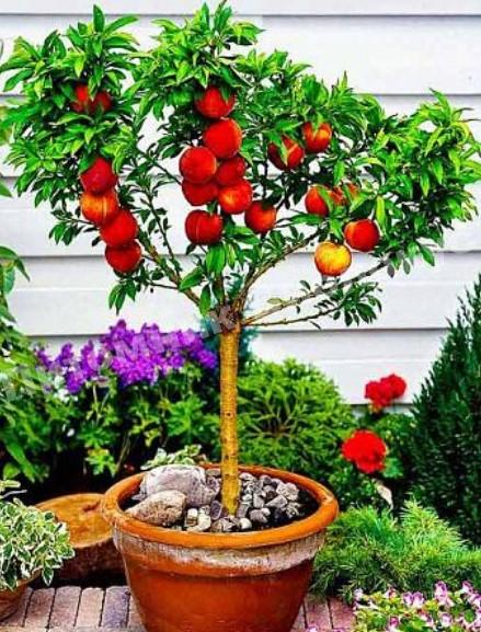 Персик колоновидный Штайнберг