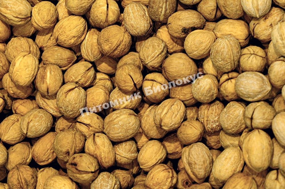 Грецкий орех Майетт