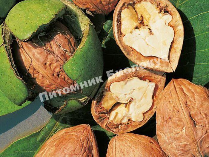 Грецкий орех Франкет