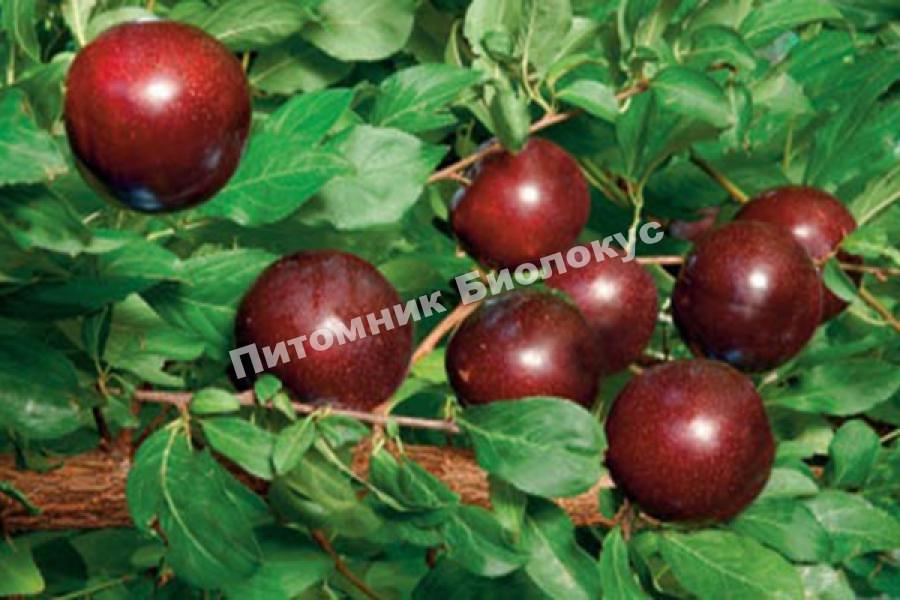 Алыча Весеннее пламя