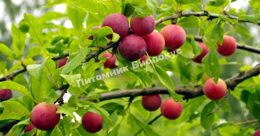 Алыча Сеянец ракеты