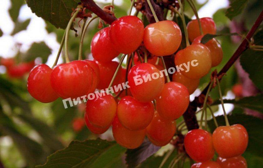 Черешня Фатеж