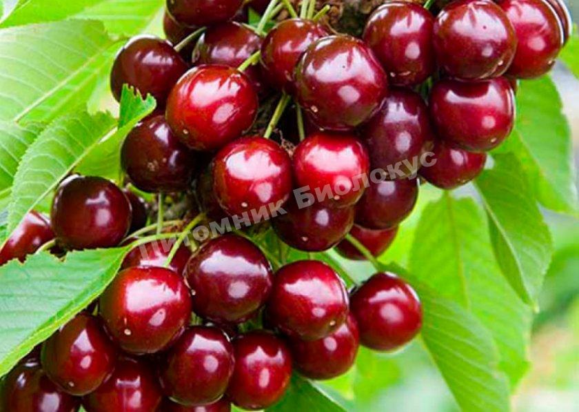 Колоновидная черешня Сабрина