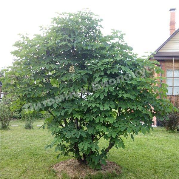 Каштан конский кустовой