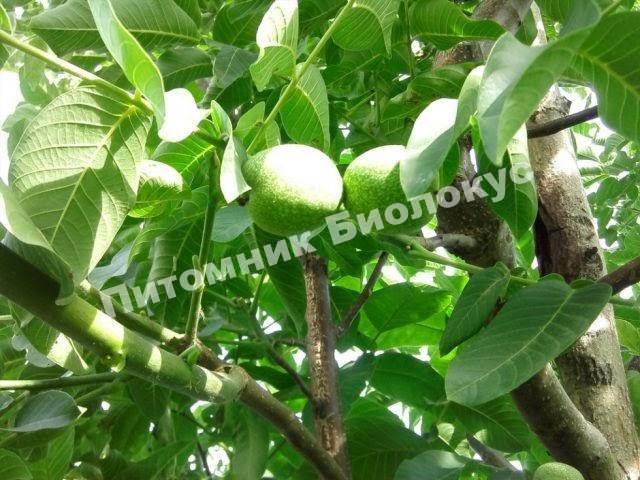 Грецкий орех Тимофей