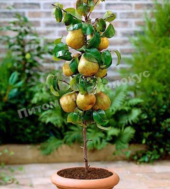 Груша колоновидная Богатырь