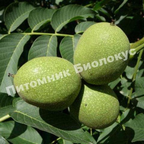 Грецкий орех Буковинская бомба