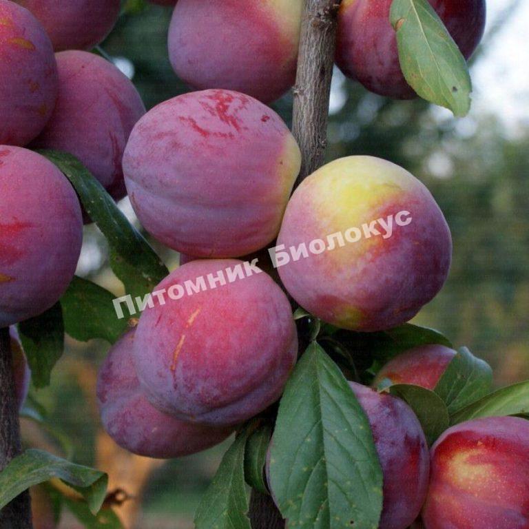 Алыча Фортуна