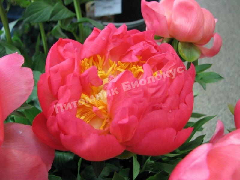 Пион травянистый Корал Сансет