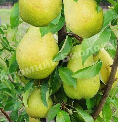 Груша колоновидная Санреми