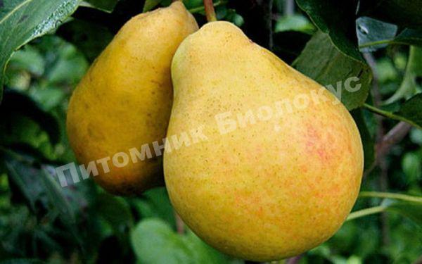 Груша колоновидная Г-322