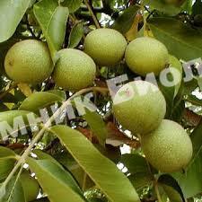 Грецкий орех Казаку