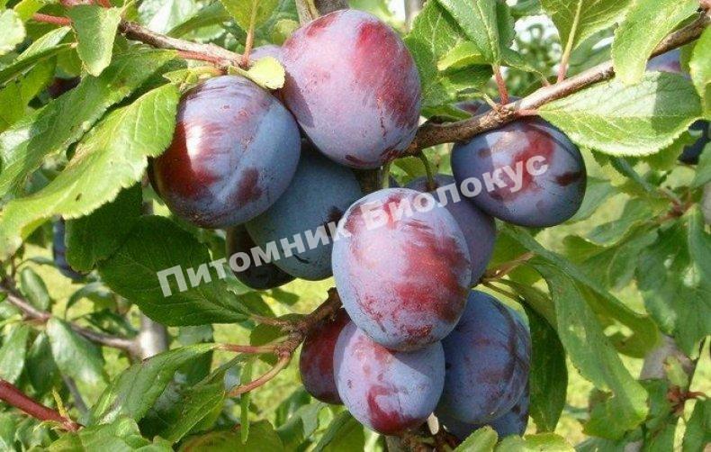 Слива Президент