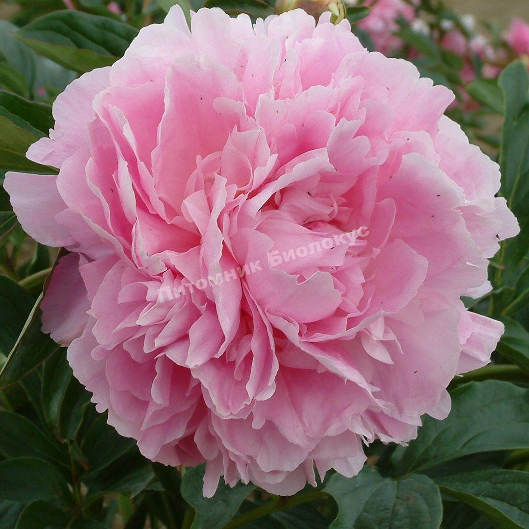 Пион травянистый Диннер Плейт