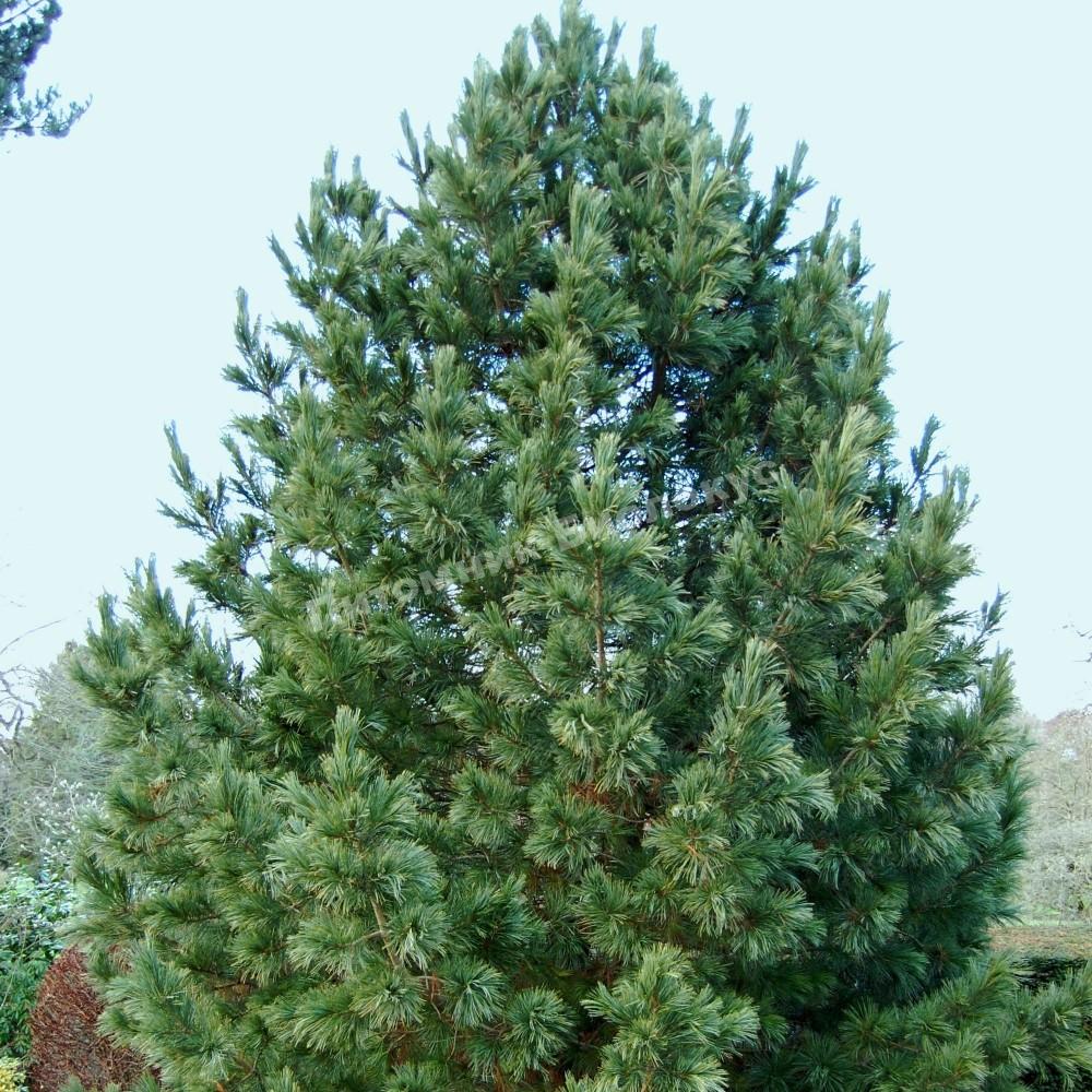 Сосна кедровая европейская