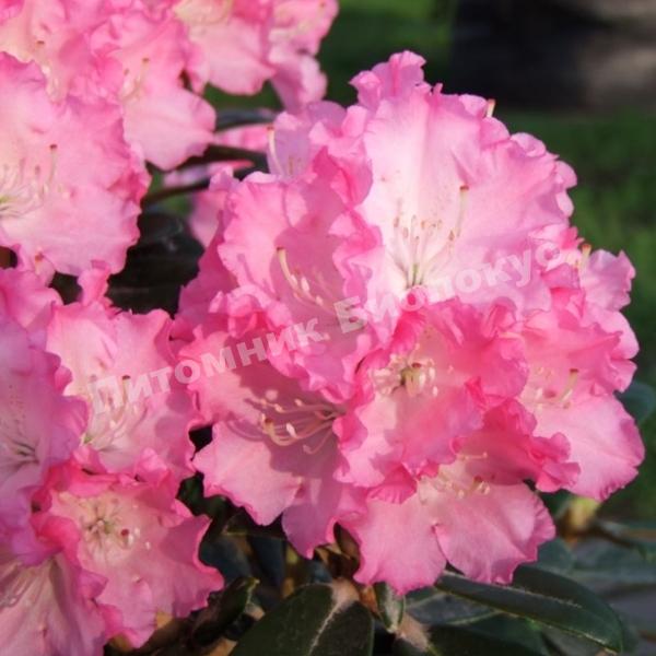 Рододендрон Владислав Локитек