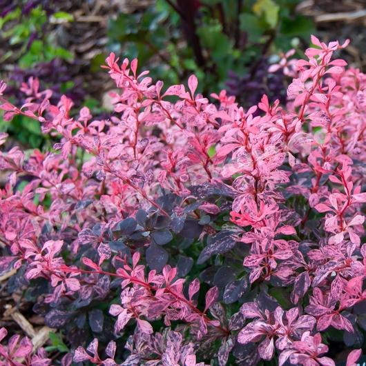 Барбарис тунберга Инспирейшн