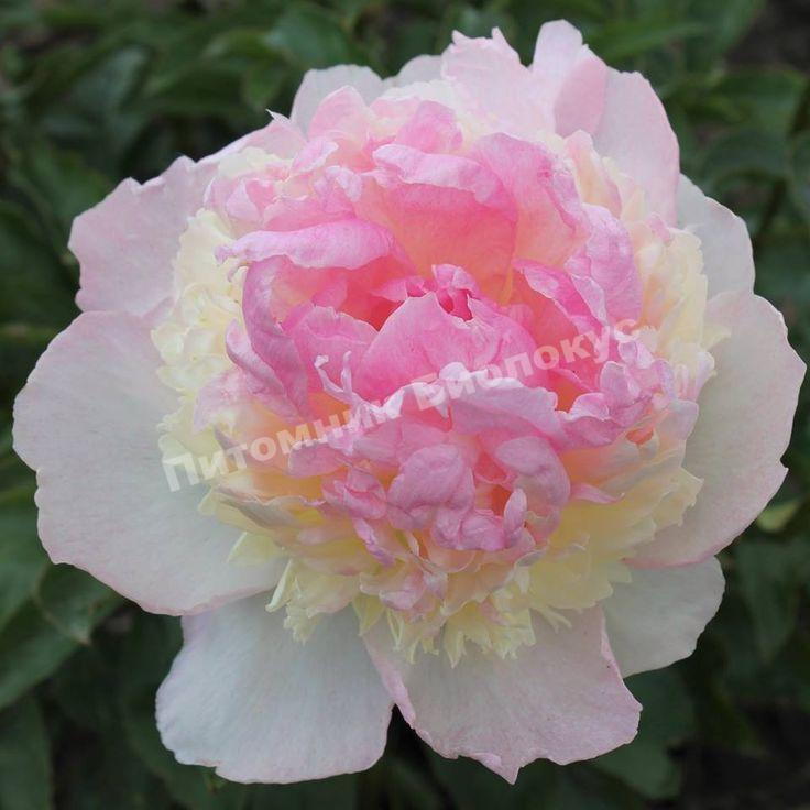 Пион травянистый Расберри Санди