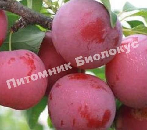 Алыча Тимирязевская