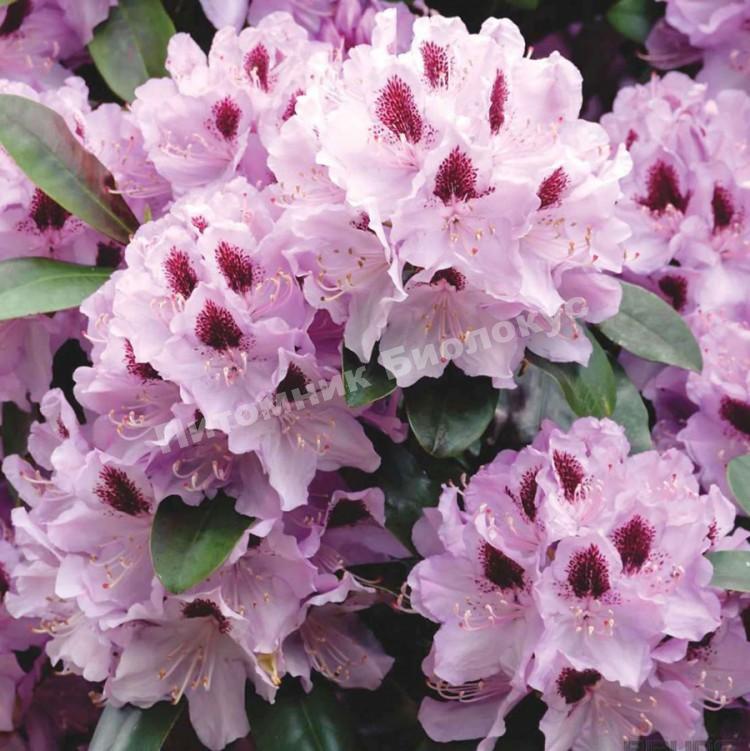 Рододендрон гибридный Гумбольдт