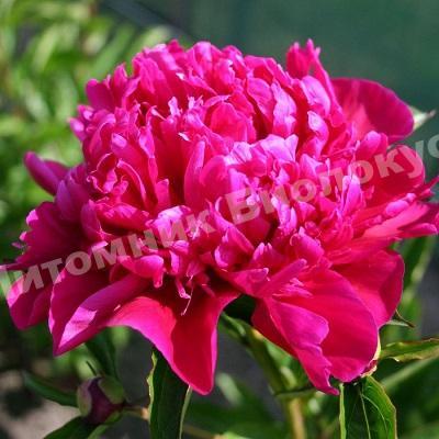Пион травянистый Биг Бен