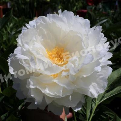 Пион травянистый Боул ов Крим