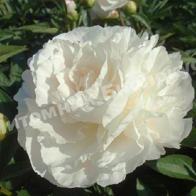 Пион травянистый Омео Сноу