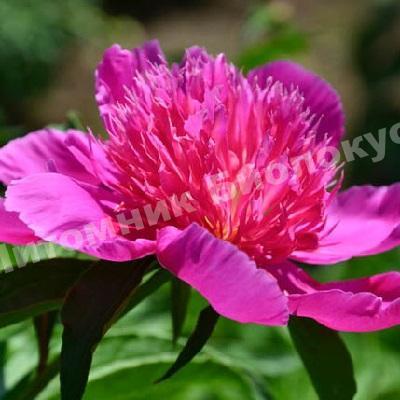 Пион травянистый Ред Спайдер