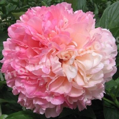 Пион травянистый Сэлмон Глори