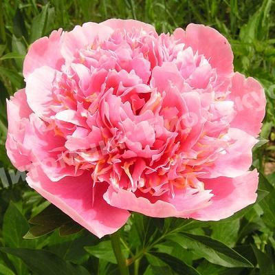 Пион травянистый Этчед Салмон