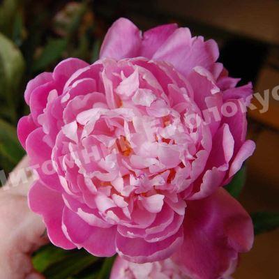 Пион травянистый Сюзетт