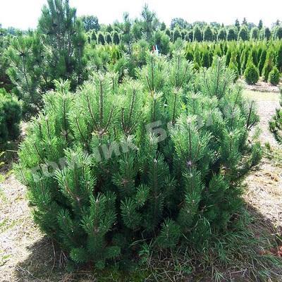 Сосна горная Мугус