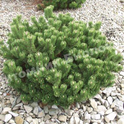 Сосна горная Пумилио