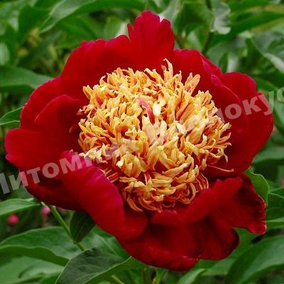 Пион травянистый Сорд Данс