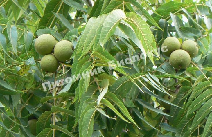 Грецкий орех Скороплодный