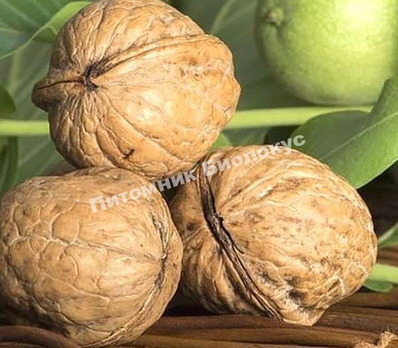 Грецкий орех Черновецкий