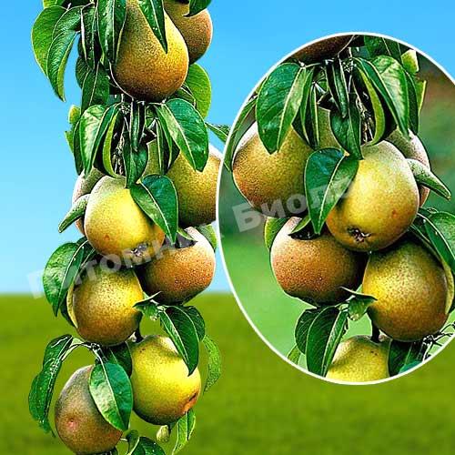 Груша колоновидная Павловская