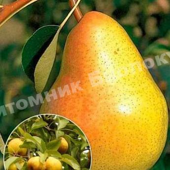 Груша колоновидная Люси