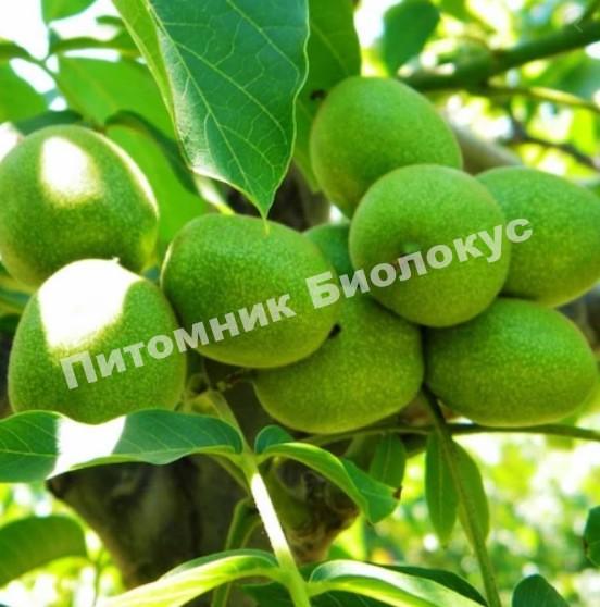 Грецкий орех Фернор