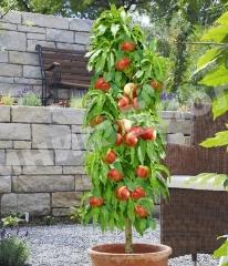 Персик колоновидный Сувенир