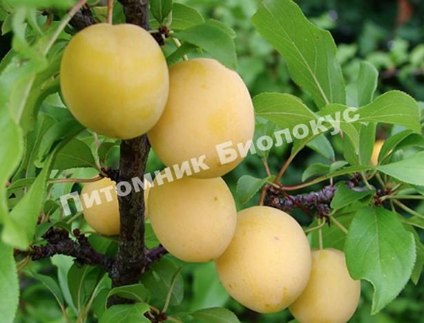 Алыча Злато скифов