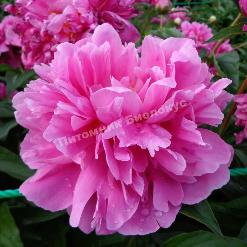 Пион травянистый Августин д'Ур