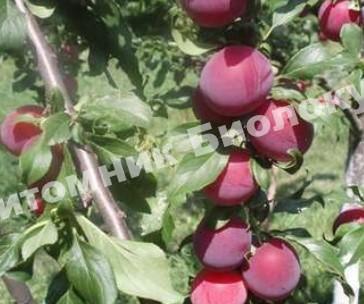 Алыча Анастасия