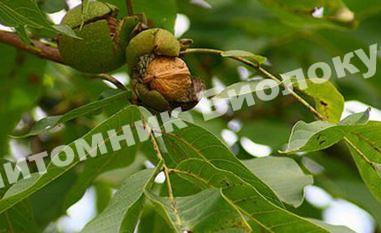 Грецкий орех Заря востока